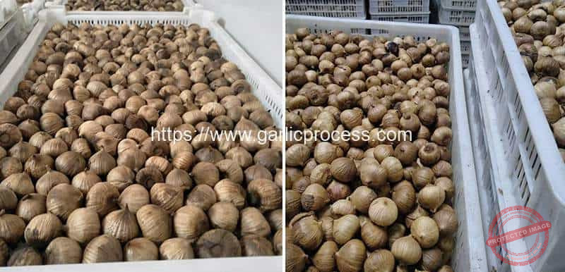 Black-Garlic-Storage-Basket